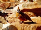 West MacDonnell Ranges - Spinifex Pigeon