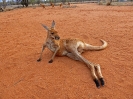 Kangaroo Sanctury