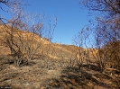 Larapintatrial Section 9 nach dem Buschfeuer
