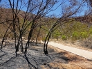 Ormiston Gorge nach dem Buschfeuer