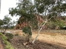 Todd River - Alice Springs